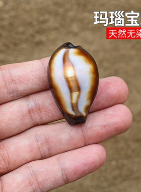 玛瑙宝螺天然小海螺贝壳稀有标本鱼缸造景家居橱窗装饰品创意礼物