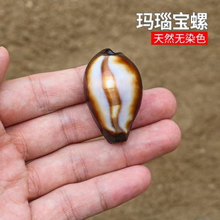 玛瑙宝螺天然小海螺贝壳稀有标本鱼缸造景家居橱窗装饰品创意礼物