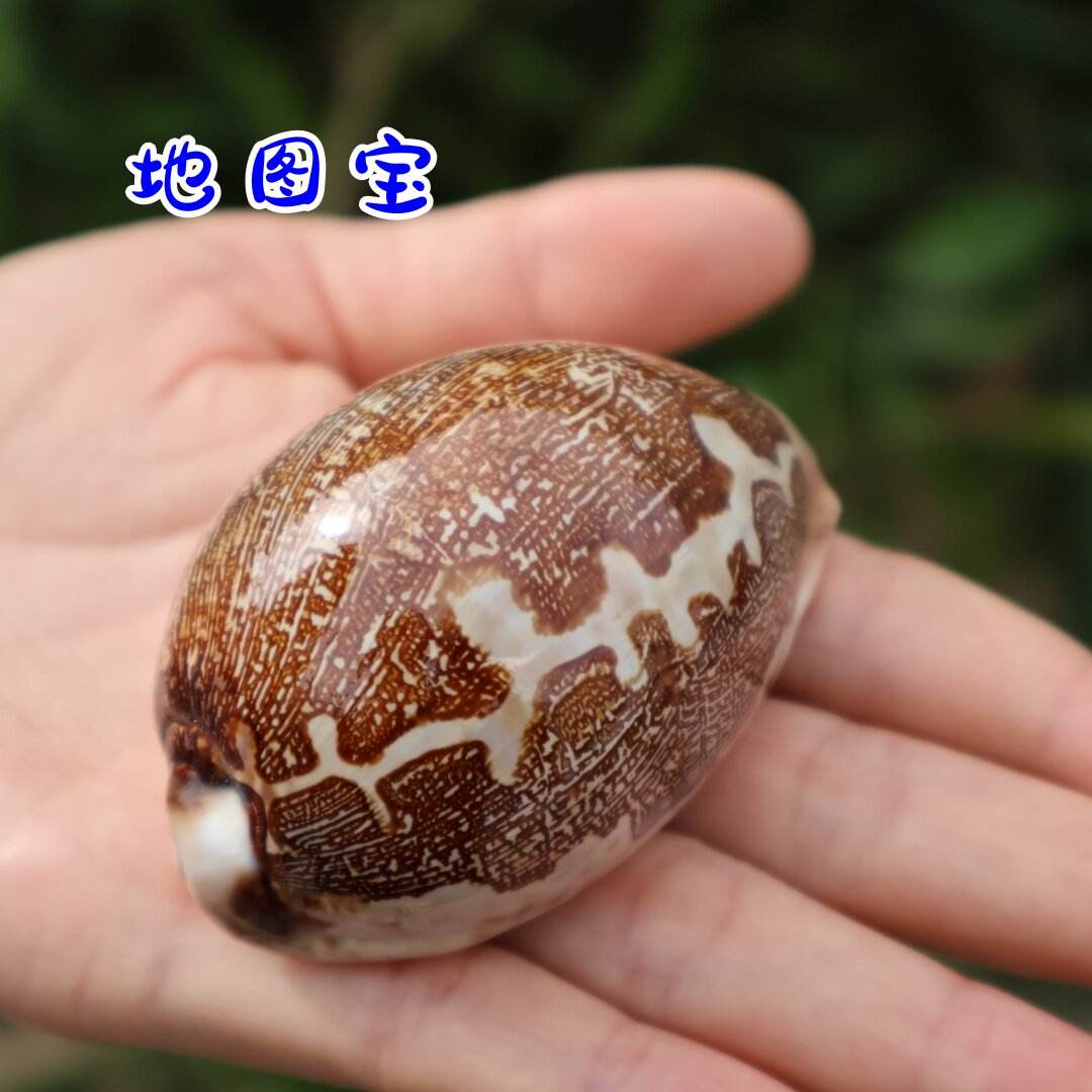 天然海螺贝壳地图宝螺精品收藏级标本螺橱窗设计装饰创意礼物贝壳