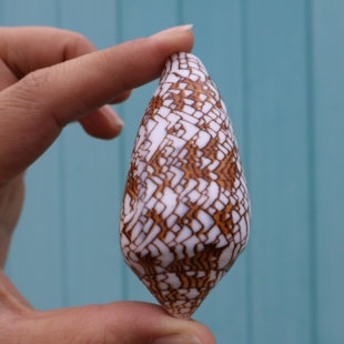 饰橱窗设计拍摄道具 花瓶螺织锦芋螺天然海螺贝壳鱼缸装 海贝缘