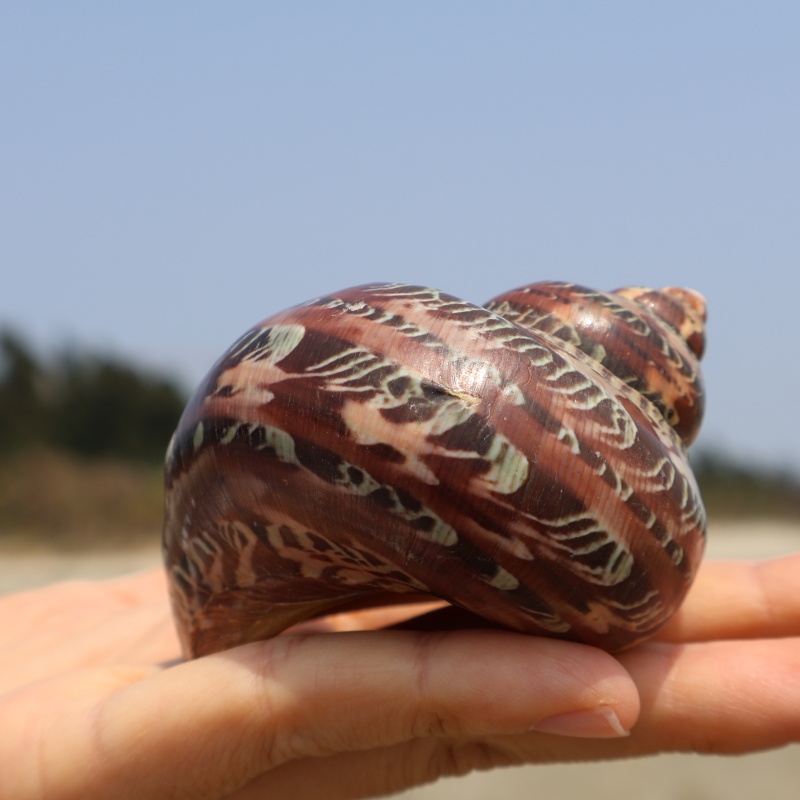 古文螺猫眼嵘螺天然贝壳海螺