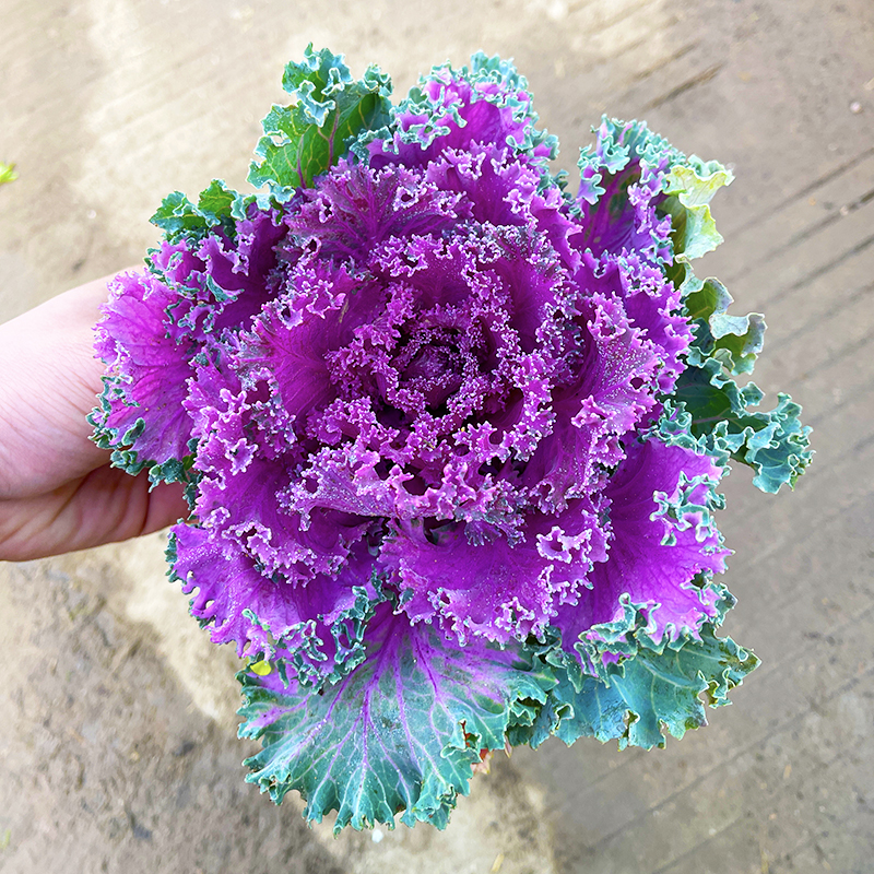 羽衣甘蓝盆栽玫瑰大苗冬季耐寒庭院绿植物阳台可食用绿化观赏花卉