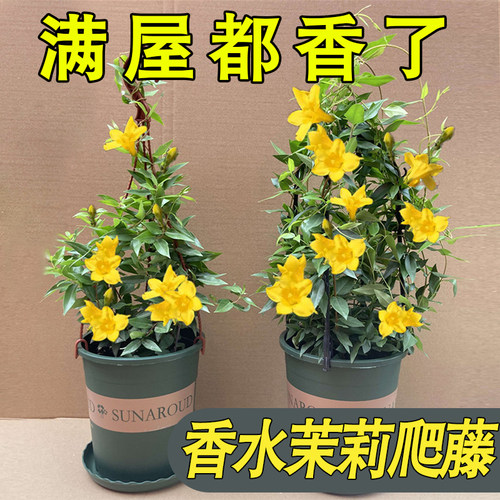 法国香水茉莉花苗爬藤植物耐寒