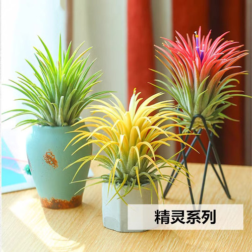 空气凤梨无土绿植物特价懒人精灵室内净化办公室盆栽桌面花草摆件