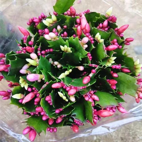 新品重瓣蟹爪兰盆栽带花苞