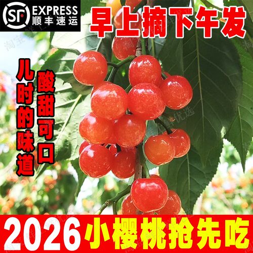 老式小樱桃玛瑙红中华土樱桃河南纯酸甜国产孕妇新鲜水果现摘现发