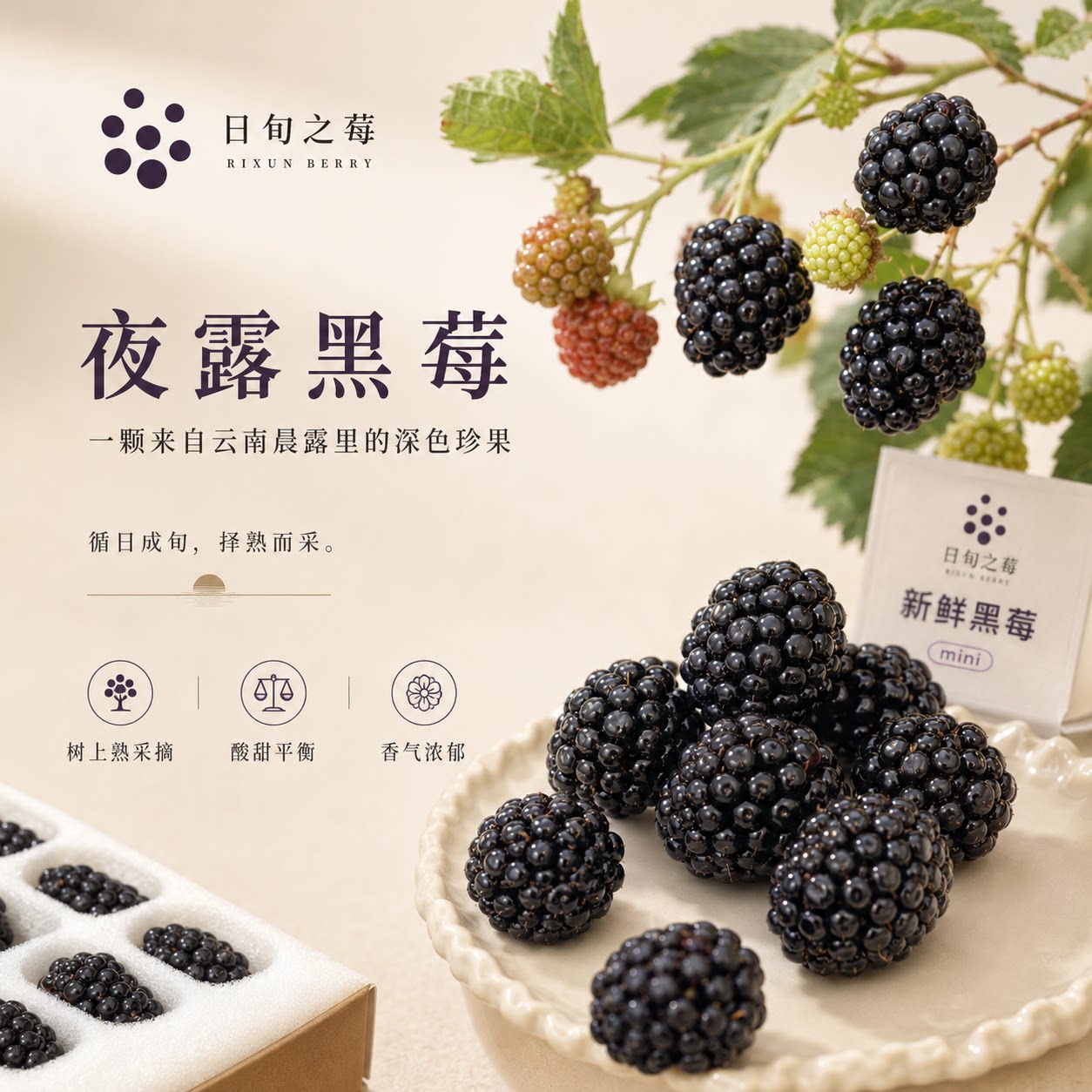 【顺丰发货】夜露黑莓 云南树上蓝莓