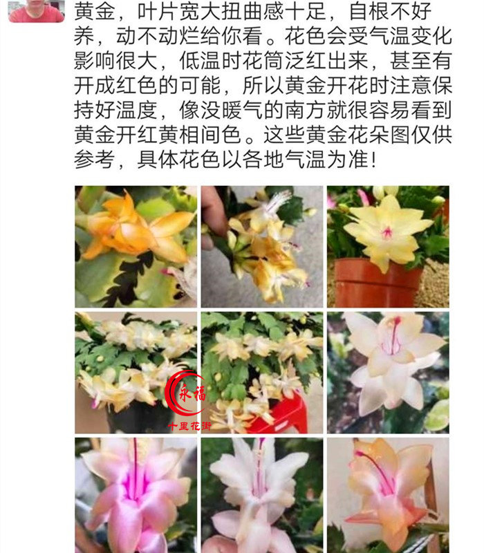 永福十里花街黄色系蟹爪兰农历十月花期