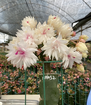 无根叶片 新品 重瓣蟹爪兰 不老 一枝发货 花卉绿植 永福十里花街