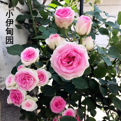 新品月季小伊甸园三季开阳台盆栽