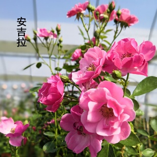 新品爬藤月季安吉拉大苗三季开庭院地栽集群开放别墅拱门抗病耐寒
