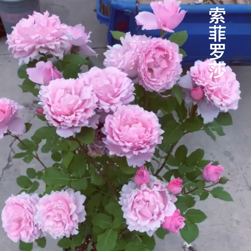 带花发货月季索菲罗莎阳台三季开