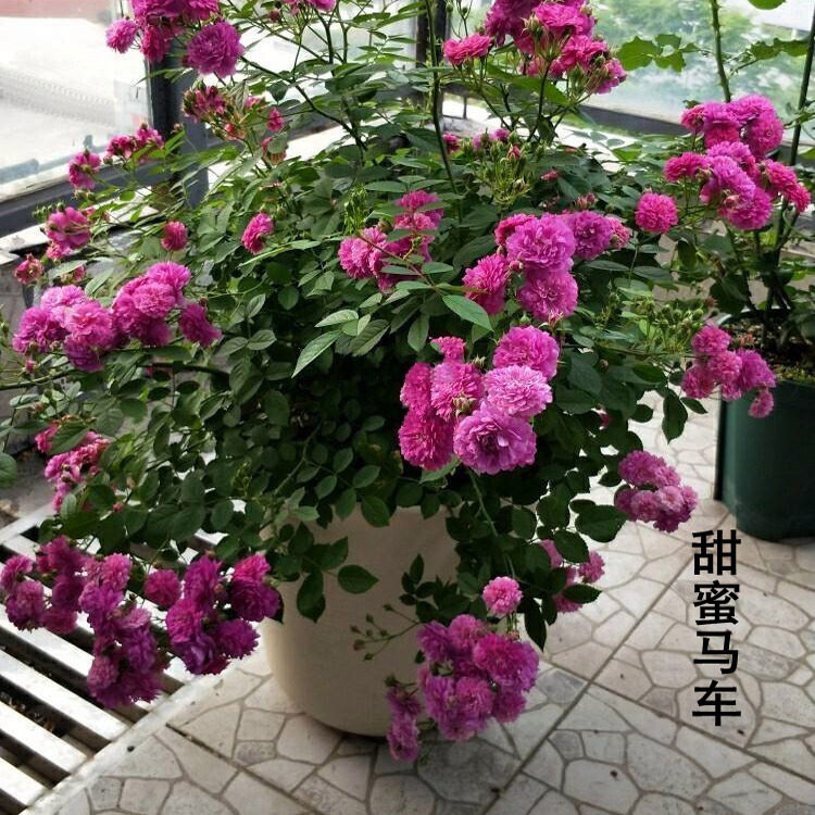 带花发货新品月季花苗甜蜜马车大苗浓香阳台盆栽庭院三季开花勤花