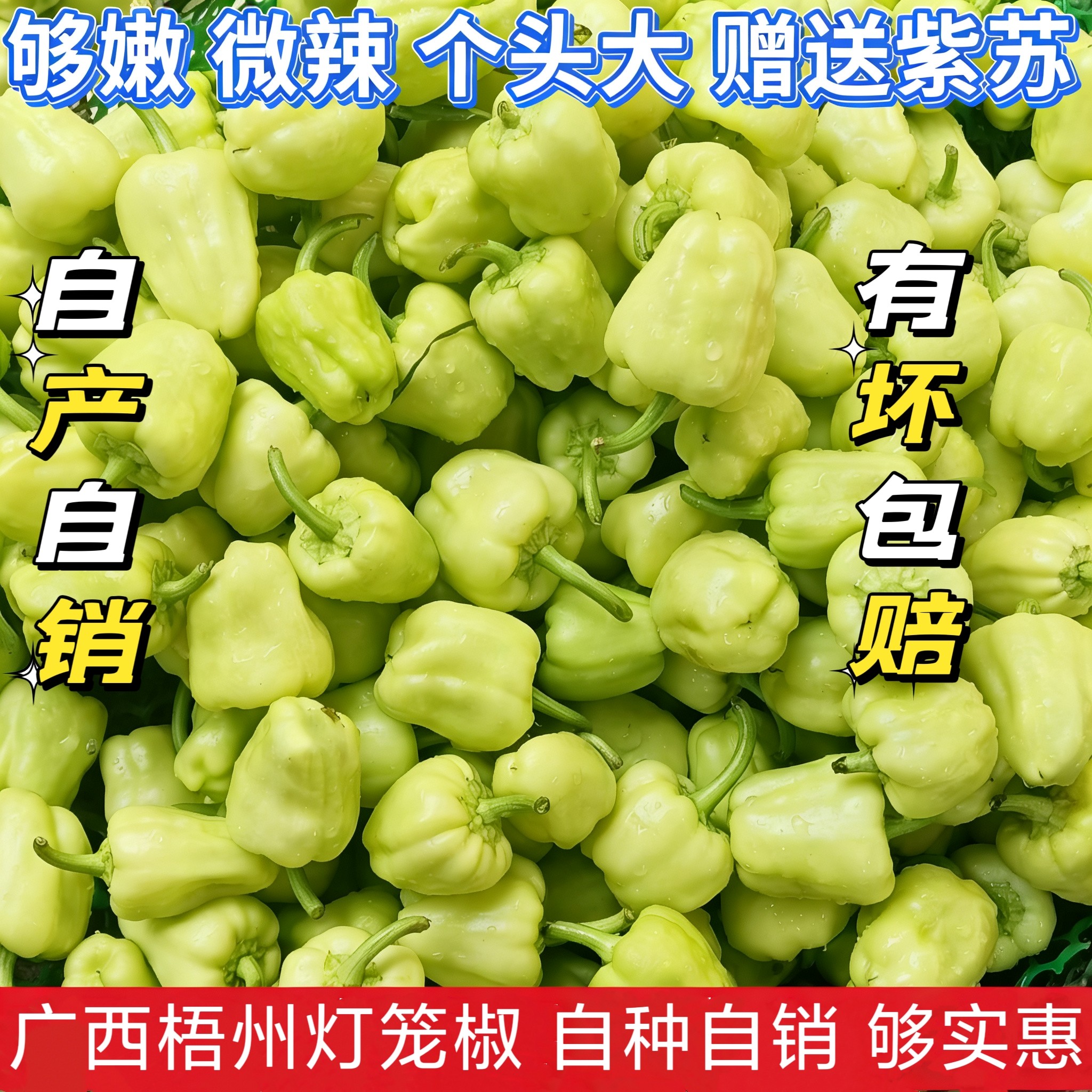 新鲜灯笼椒现摘现发广西梧州农家菜椒辣酿白玉辣椒线瓜茄子酿包邮