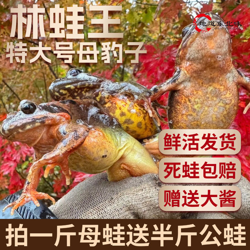 特大号鲜活母豹子9-10只/斤赠酱
