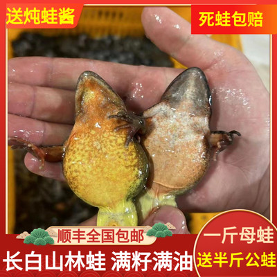 东北林蛙鲜活 长白山活林蛙 雪蛤活蛤蟆深山活林蛙满籽满油母豹子