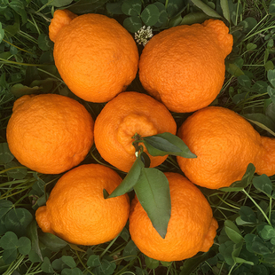 四川不知火丑橘5斤单果75-80mm