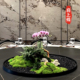 酒店大圆桌中间转盘创意绿植景观装 饰品餐桌摆花永生苔藓高档桌花