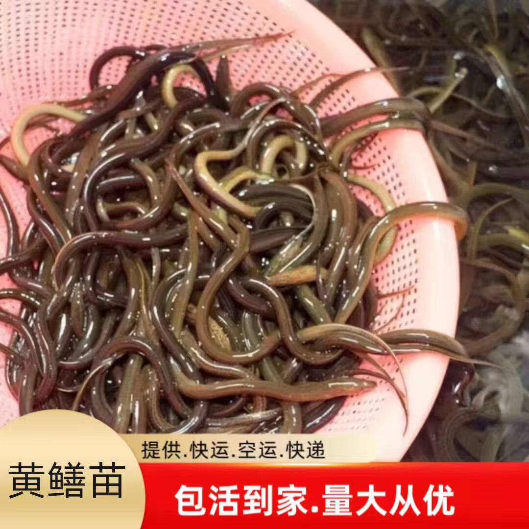 黄鳝鱼苗基地高优质稻田鳝鱼苗小黄鳝苗活体鱼苗产地直销长鱼苗