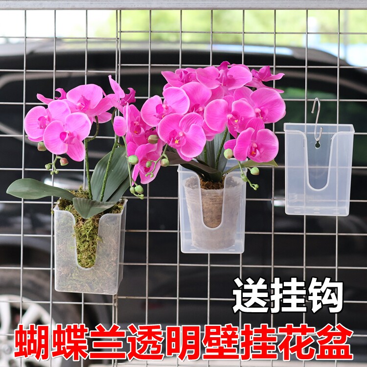 蝴蝶兰壁挂透明花盆多肉球兰板植种植定植篮阳台花架墙面吊挂花钵