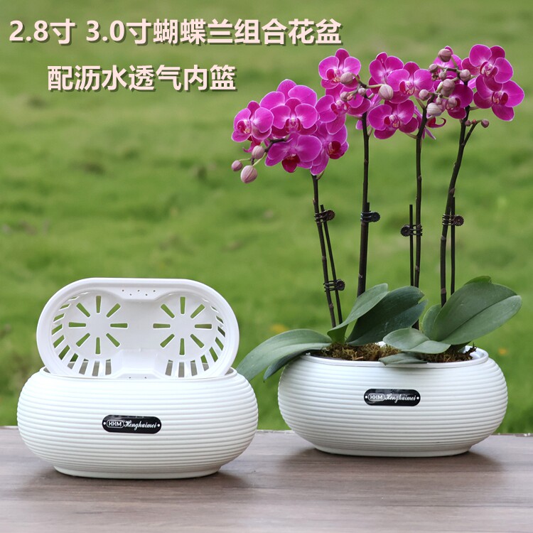 蝴蝶兰专用组合花盆两棵拼盆定植篮红掌水仙花土培水培种植兰花钵