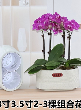 2.8寸3.5寸兰花杯专用组盆蝴蝶兰花小盆栽组合拼盆2-3棵摆盆控根