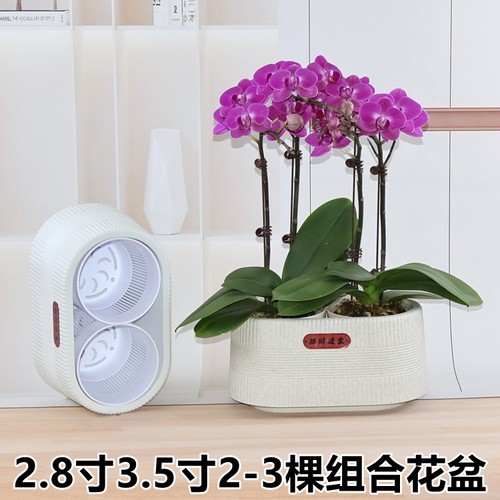 2.8寸3.5寸兰花杯专用组盆蝴蝶兰花小盆栽组合拼盆2-3棵摆盆控根