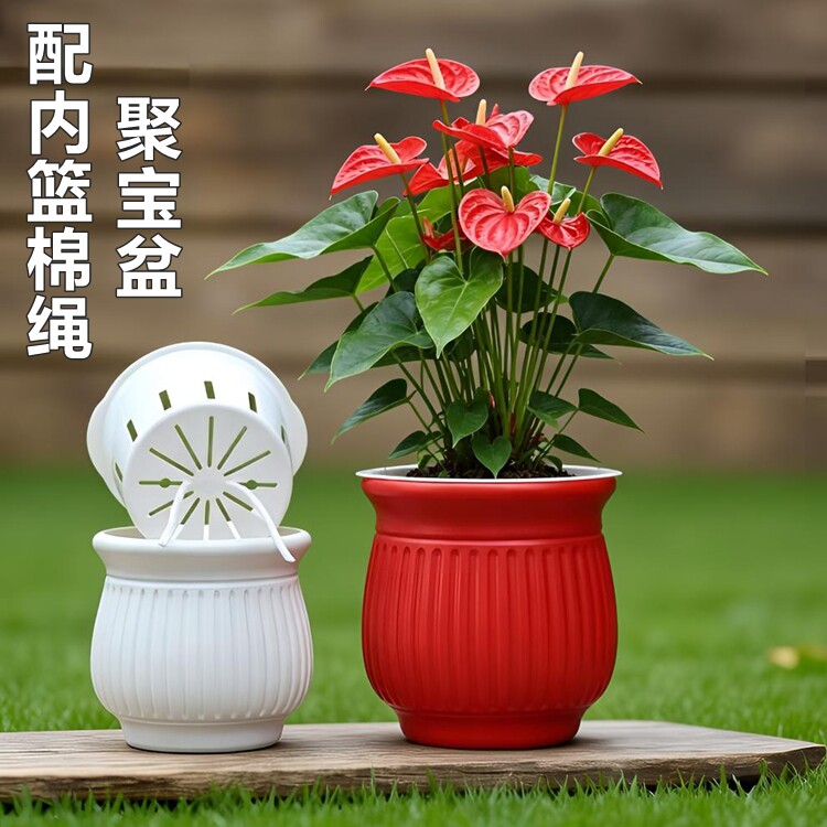 聚宝盆招财进宝圆形自吸水储水盆蝴蝶兰花盆栽种植土培水培大花钵