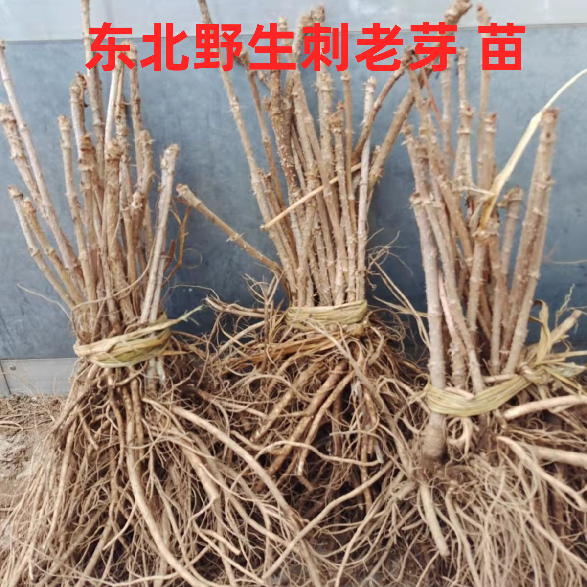 东北野生山野菜黑龙江刺嫩芽杆新鲜刺老芽苗刺老包刺龙牙树苗土栽