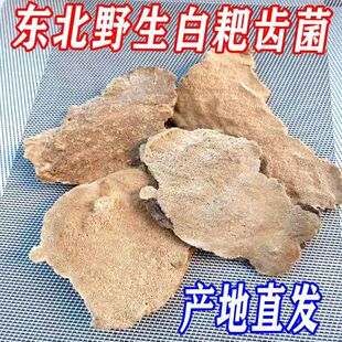 野生白耙齿菌 纯长白山野生白耙齿菌 一手货源 免费打粉切块 50g