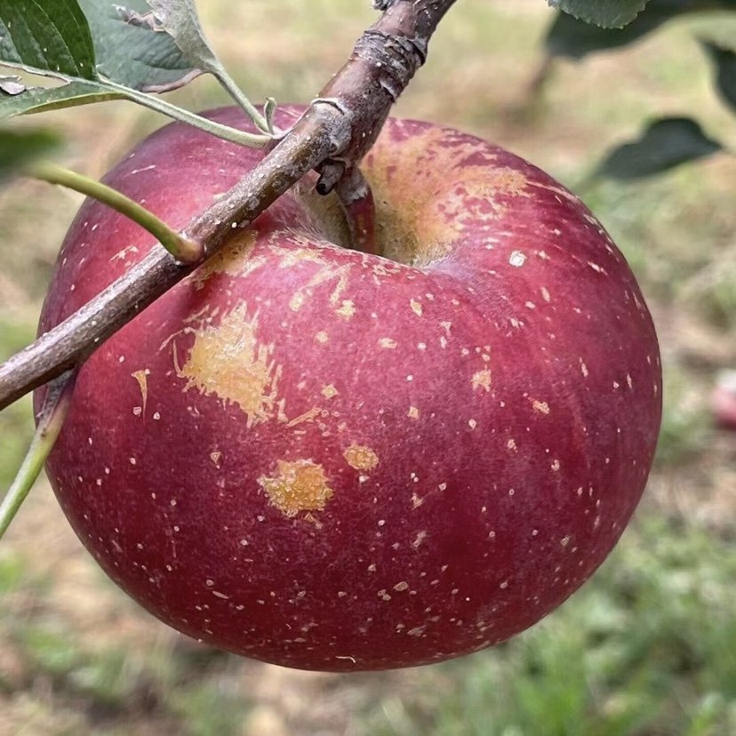 正宗大凉山盐源冰糖心丑苹果新鲜现摘脆甜整箱水果应当季红富士脆,水产肉类/新鲜蔬果/熟食,苹果,淘宝优惠券,粉丝福利购,淘宝优惠卷