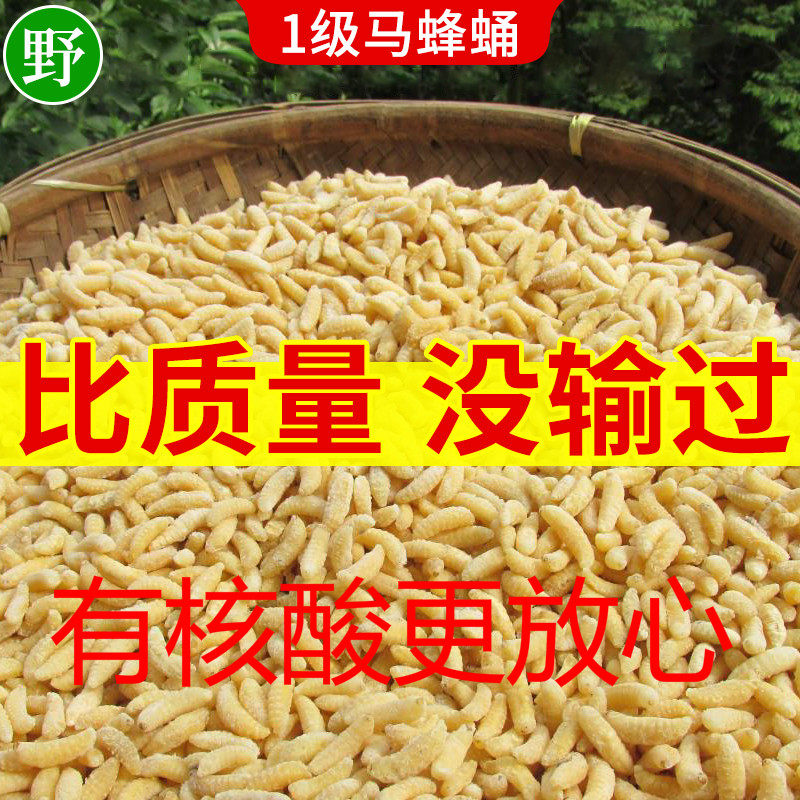 蜂蛹一级高蛋白 新鲜马蜂蛹蜂儿生冰冻蚂胡蜂虫黄蜂仔蜂幼野500g