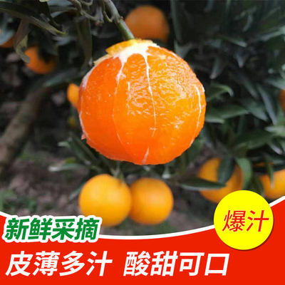 新鲜秭归九月红橙子脐橙
