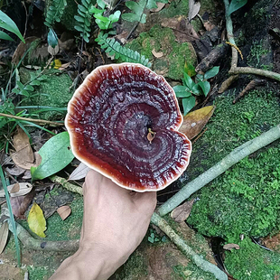 紫芝瑶族深山采摘精选整支干货煮水泡酒调节免疫力 纯野生灵芝正品