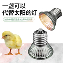 芦丁鸡保温灯乌龟晒背小鸡育雏取暖加热小太阳灯泡晒龟灯