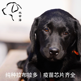 CKU五星级犬舍地中海纯种双血统拉布拉多幼犬黑色黄色有芯片活体