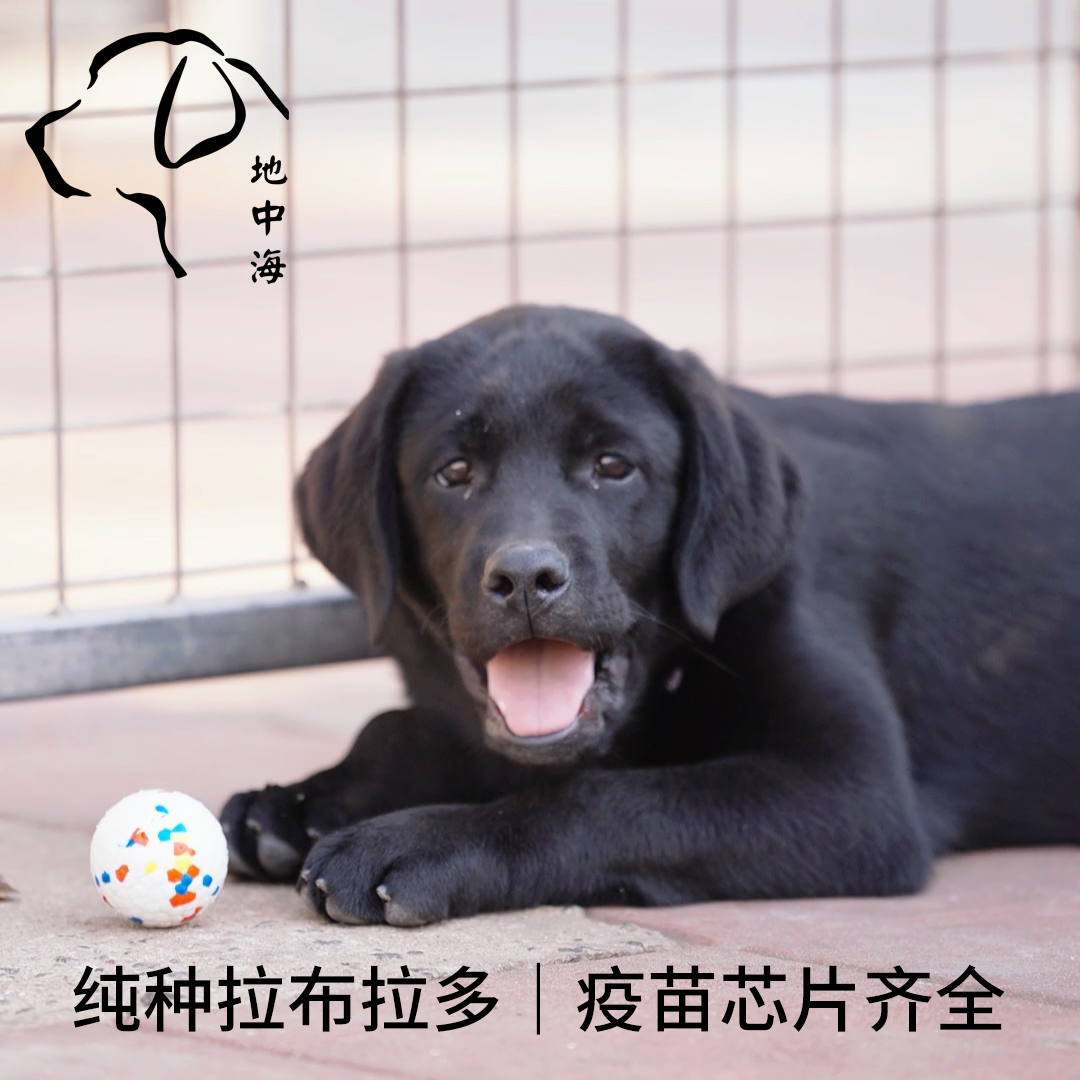 犹它部落CKU犬舍幼犬拉布拉多