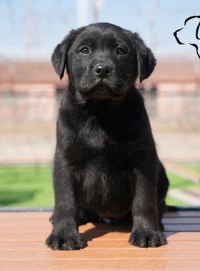 CKU五星级犬舍地中海纯种双血统拉布拉多幼犬黑色黄色有芯片活体