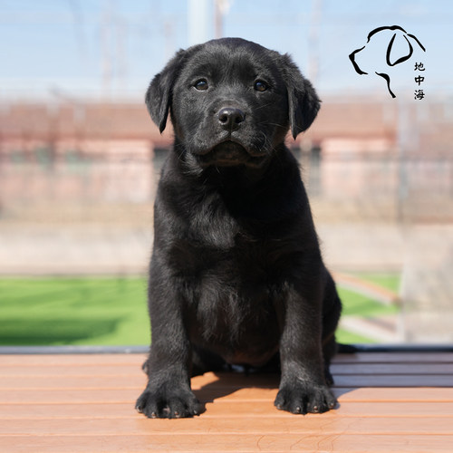 犹它部落拉布拉多幼犬纯种血统