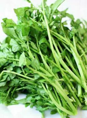 广西新鲜西洋菜豆瓣菜绿色新鲜蔬菜现摘现发产地特产菜