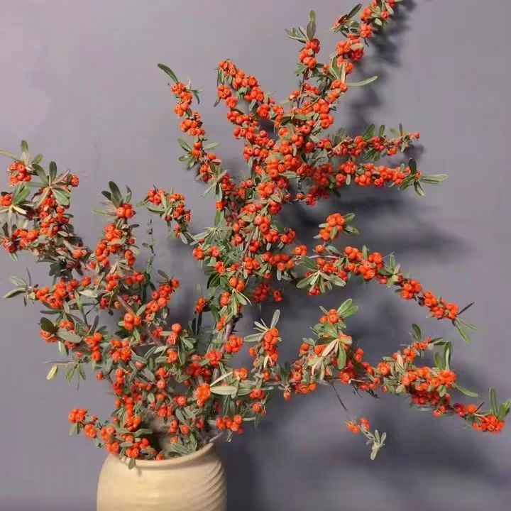 云南鲜花火棘果水养枝条