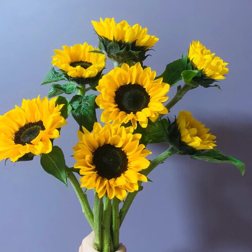 新鲜向日葵鲜花云南基地直发