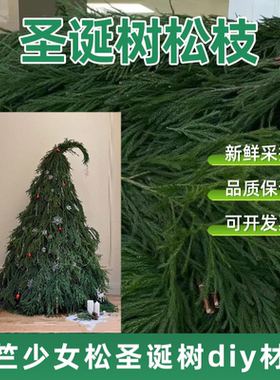 天竺少女松枝圣诞树花材圣诞花环室内水培植物鲜花云南直发