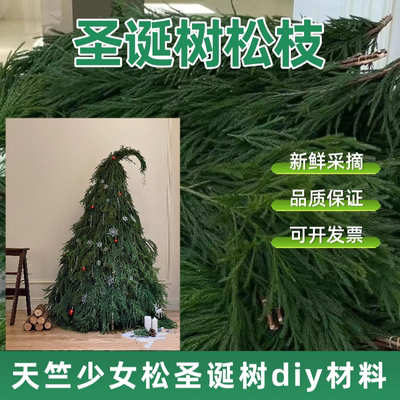 天竺少女松枝圣诞树花材圣诞花环室内水培植物鲜花云南直发