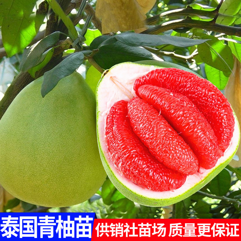 泰国红宝石柚苗 果树苗 越南青柚苗 红肉 柚子树苗 盆栽 庭院种植