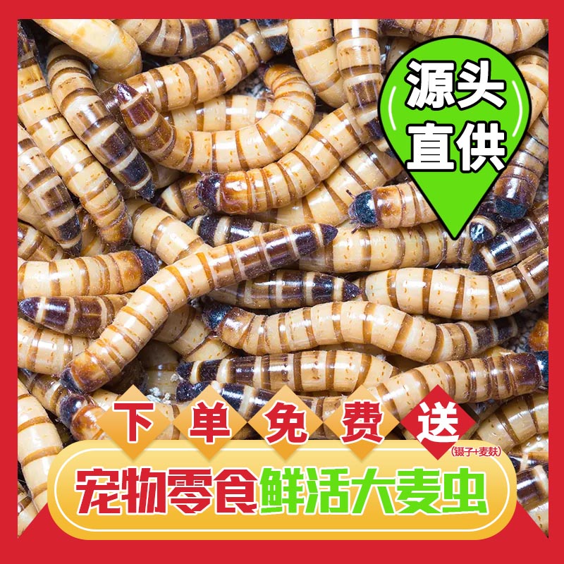 大麦虫活虫鲜活面包虫大号黄粉虫金龙鱼鱼食八哥画眉鸟食活体虫子
