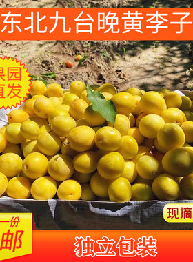 吉林九台晚黄干核香蕉李东北特产