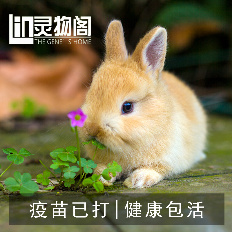 兔子活物侏儒猫猫小型安哥拉
