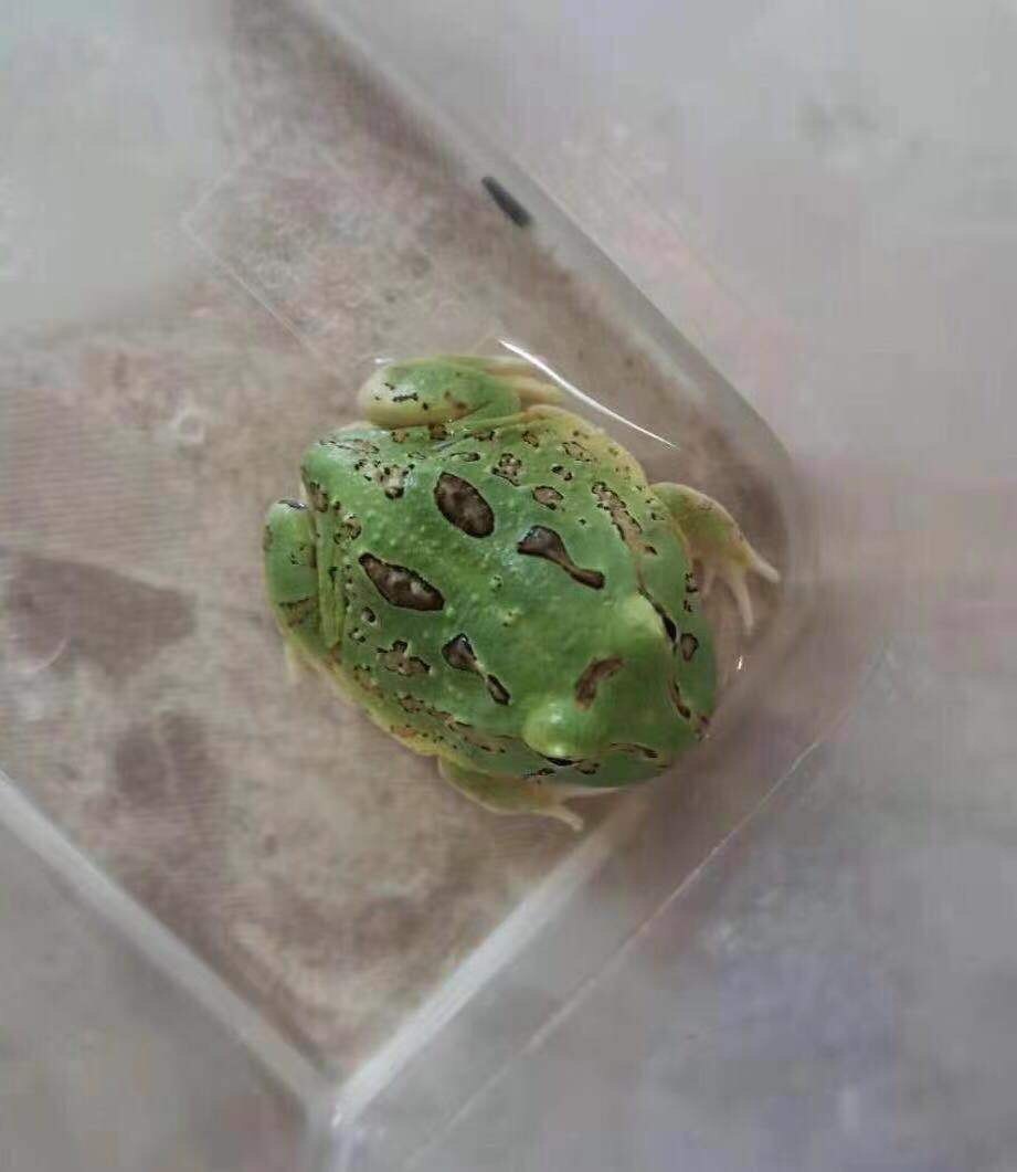 秘鲁角蛙 绿色秘鲁 原色秘鲁 吃蛙粮 幼体