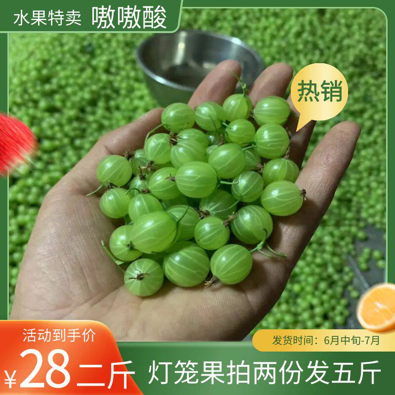 东北灯笼果新鲜鹅梅醋栗嗷嗷酸的水果现摘现发坏了包赔一份二斤